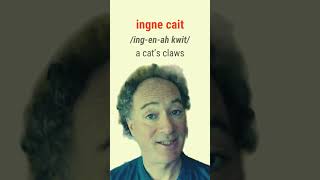 How to say A CATS CLAWS in Irish bitesizeirish [upl. by Aggri379]