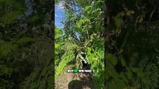 Beautiful MORINGA in flower moringatree foodforest [upl. by Nivlac918]