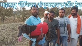 डॉग रेस महाराष्ट्र चॅम्पियन शंभुनारायन  Dog Race Champion Shambhunarayan [upl. by Edrahs759]