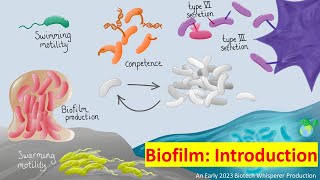 Biofilm Explained in 7 Minutes [upl. by Inalaek]