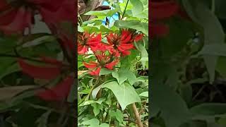 Erythrina indica Kodaikanal medicinal antioxidant kodaikanal shorts [upl. by Atimad848]