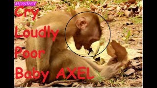 Poor Baby Monkey Abandoned AXEL Cry Loudly AXEL Want to Go With Cameraman That Like amp Give Food [upl. by Alrep217]