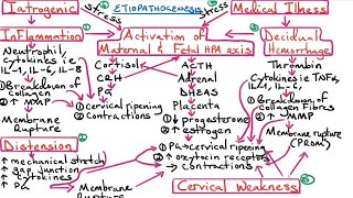 Preterm Labour PTL [upl. by Grantland]