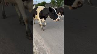 Wild cows run around the village cows [upl. by Harpole295]