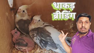 Cockatiel Breeding Setup in Ahmedabad Gujarat  Amin Cha Cha के यहां धाकड़ ब्रीडिंग  Breeding Tips [upl. by Jaynes]