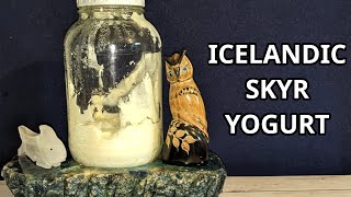 Easy Icelandic Skyr Yogurt  Viking [upl. by Willis]