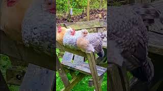 This will make you smile  funnyhens faces viralvideo shorts love happyfollowmesubscribe💚 [upl. by Hermina]