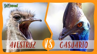 AVESTRUZ VS CASUARIO Batalla de las aves mas grandes [upl. by Roth]