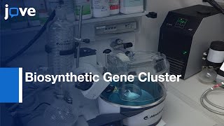 Biosynthetic Gene Cluster  Polyketomycin Demonstration  Protocol Preview [upl. by Acirrej]