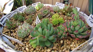 Graptopetalum Amethystinum VS Pachyphytum Oviferum  VLOG 20 Succulents amp Coffee w Liz [upl. by Huesman533]