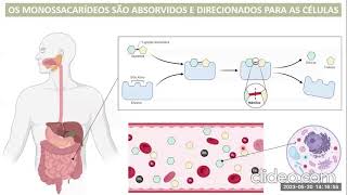 Intensivo Metabolismo Bioquímica [upl. by Attekram903]