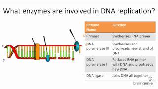 1021 Enzymes Involved in DNA Replication [upl. by Ahsiram]