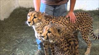 Cheetahs with Luke at Southwicks Zoo in Mendon MA [upl. by Saito]