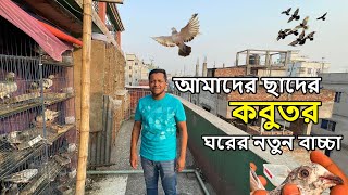 আমাদের ছাদের কবুতর দের নতুন বেশ কিছু বাচ্চা হয়েছে [upl. by Coney]