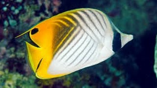 Facts The Butterflyfish [upl. by Idoc]