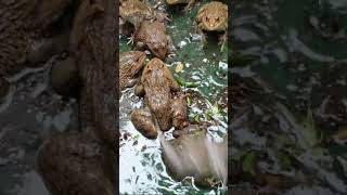 amazingfish asianbullfrog frogsfishing babyanimals frogging animals bullfrog 9 [upl. by Ihcekn529]