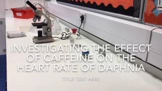 Investigating how caffeine effects the heart rate of daphnia [upl. by Odille]