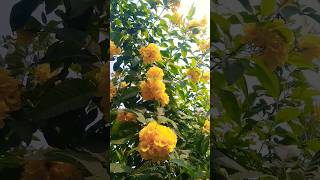 Tecoma plant tecoma gauri chari yellow flower trendingshortvideo [upl. by Odlanyer79]