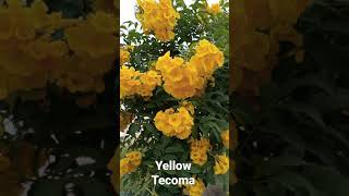 Yellow Tecoma flowering plant yellow bell flower plant shorts gardening plantlife [upl. by Winn]