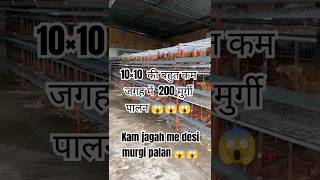 Kam jagah me successful desi murgi palan😱😱😱🔥🔥desimurgifarmbusiness ytshorts chicken farming [upl. by Kalle]