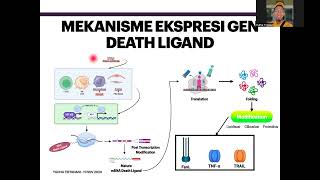 Apoptosis via Extrinsic Pathway FasL [upl. by Rhody]