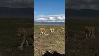 Ngorongoro crater [upl. by Alleiram]