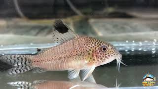 The REAL Corydoras punctatus  WILD caught SURINAME [upl. by Ahseram]