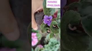 Ultimate Guide to Growing amp Caring for African Violets Tips for Maximum Blooms [upl. by Eelrahs]