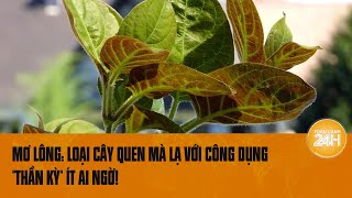 Lá mơ lông Loại lá quen mà lạ với công dụng chữa bệnh quotthần kỳquot ít ai ngờ  Toàn cảnh 24h [upl. by Thorny]