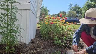 collecting of my zinnia seeds and replanted next year  with relaxing music from YouTube studio [upl. by Modesta838]