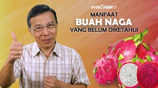 MANFAAT BUAH NAGA YANG MUNGKIN BELUM DIKETAHUI [upl. by Himelman593]