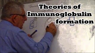 Theories of Immunoglobulin formation [upl. by Eillit]