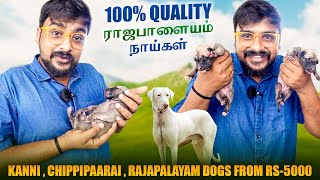 தமிழ்நாடு La Best Place To Buy Rajapalayam Dogs🔥 Tuberbasss [upl. by Evey226]