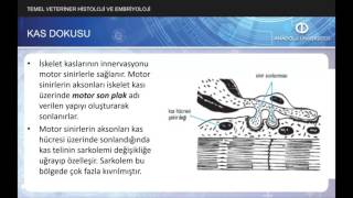 TEMEL VETERİNER HİSTOLOJİ VE EMBRİYOLOJİ  Ünite7 Özet [upl. by Euqinor665]