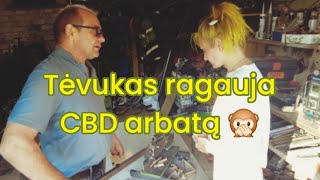 Mama ragauja keksiuką su CBD  Tėvukas vartoja arbatą  Popieriaus pjaustymo aparatas  Live [upl. by Assennev]