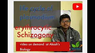 Life cycle of plasmodium Erythrocytic schizogony [upl. by Mongeau]