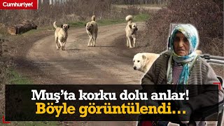 79 yaşındaki kadının korku dolu anları Sokak köpeklerinin saldırısına uğradı o anlar görüntülendi [upl. by Prakash]