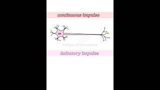 Which is Faster  Saltatory or Continuous Conduction of Nerve Impulses [upl. by Kunz]