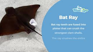 Learn About Bat Rays [upl. by Novled]