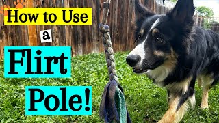 How to Use a Flirt Pole for Dogs [upl. by Tita799]