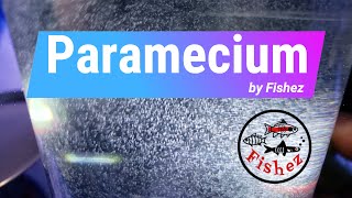 How to easily culture paramecia as a small live food for feeding to tropical fish fry [upl. by Ahsetra119]