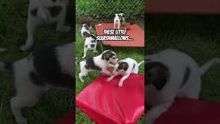 The lengthening borzoi puppy cute dogs doglife puppylife snoot chaos whatifitoldyou [upl. by Sudderth]