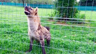 Roxy the hyena quotlaughquot loudly in front of her meal [upl. by Rodrigo]