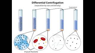 Subcellular Fractionation [upl. by Amein]