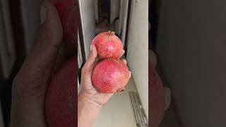 Anar Kaise Ugaye😍 How to grow Pomegranate from seed indianfarmer terracegardening Balconygarden [upl. by Inaliak183]