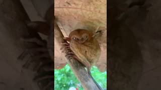 TARSIER THE SMALLEST MONKEYBOHOL TOUR [upl. by Horsey]