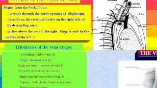 4 c Azygos vein د  احمد مصطفى كمال [upl. by Finbur]