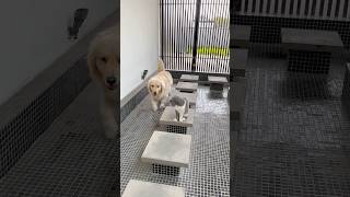 Dog always follows his cat brother dog goldenretriever cat scottishfold dogandcat [upl. by Short]