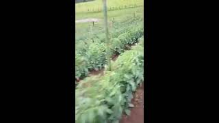 passando 2 fitilho na roça de tomate 🍅🍅🍅 norty [upl. by Seleta]