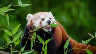 Red panda eating bamboo leaves [upl. by Uhn]